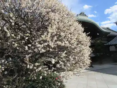 吉祥寺(東京都)