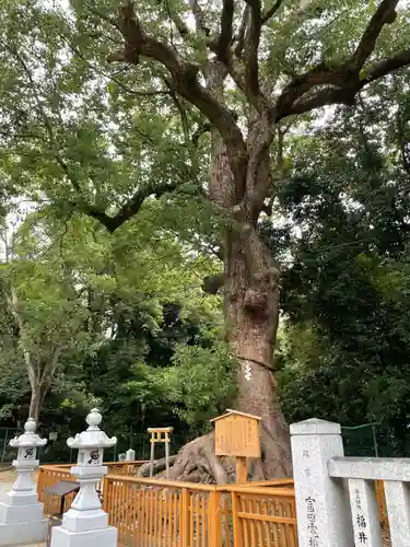 和泉國一之宮　大鳥大社の自然