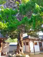 明教寺(大阪府)