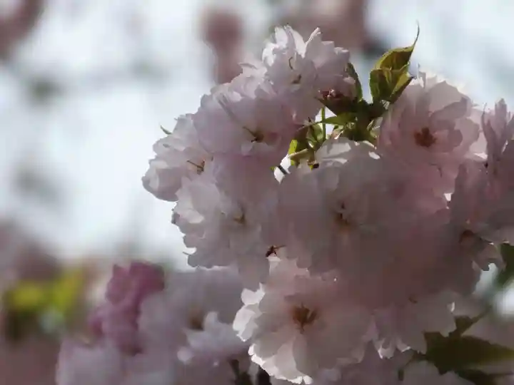 立志神社の自然