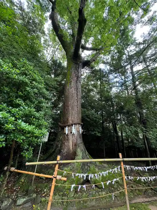 宇治上神社の自然
