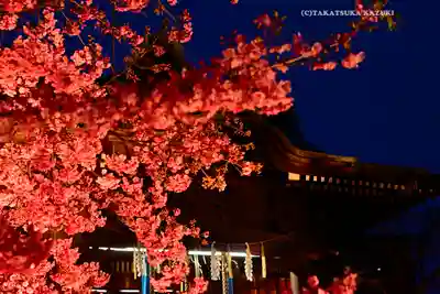 桜神宮(東京都)