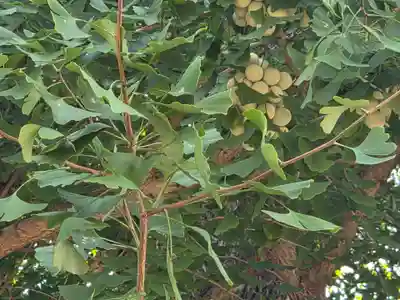 諏訪神社(東京都)