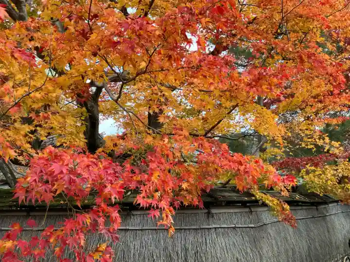 宝厳院(京都府)