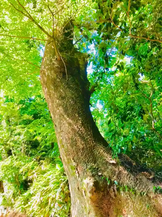 香取神宮の自然