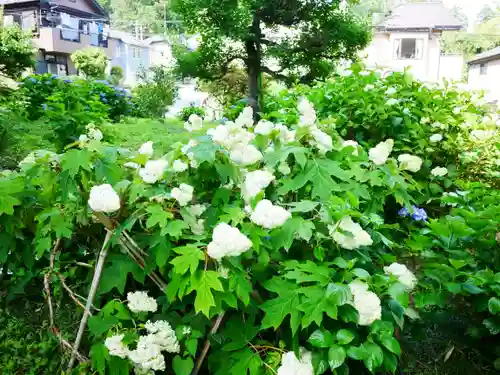 塩船観音寺の庭園