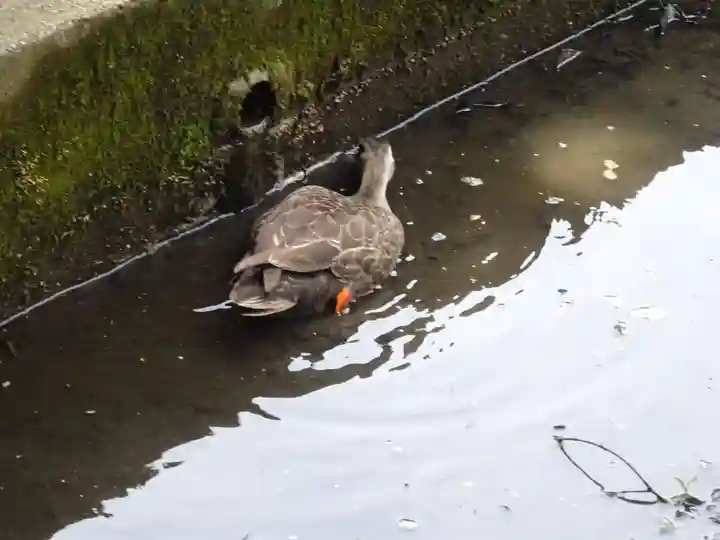 天台宗 長窪山 正覚寺の動物