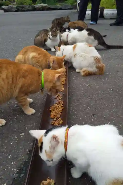御誕生寺(猫寺)(福井県)
