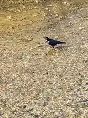 歳徳神社の動物