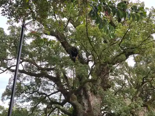 蒲生八幡神社(鹿児島県)