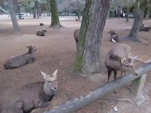 興福寺 中金堂(奈良県)