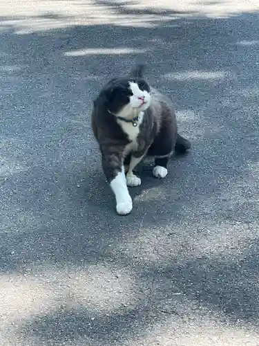 山梨縣護國神社の動物