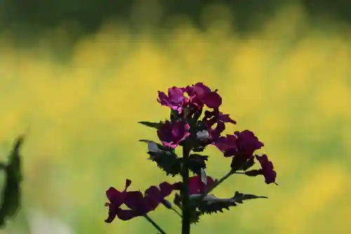 長屋神社の自然