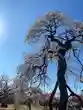 神前神社(岡山県)