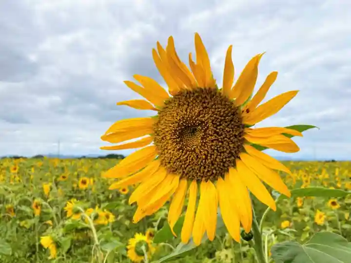 下野 星宮神社の自然