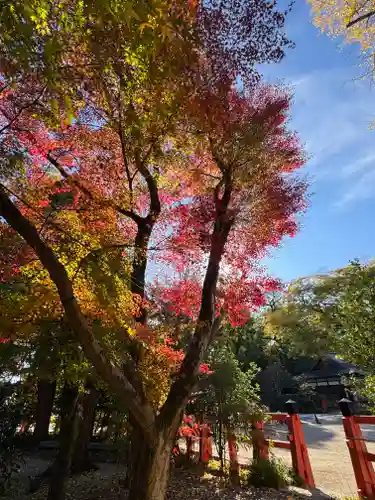 賀茂別雷神社（上賀茂神社）(京都府)