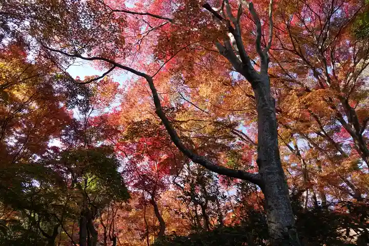 祇王寺(京都府)