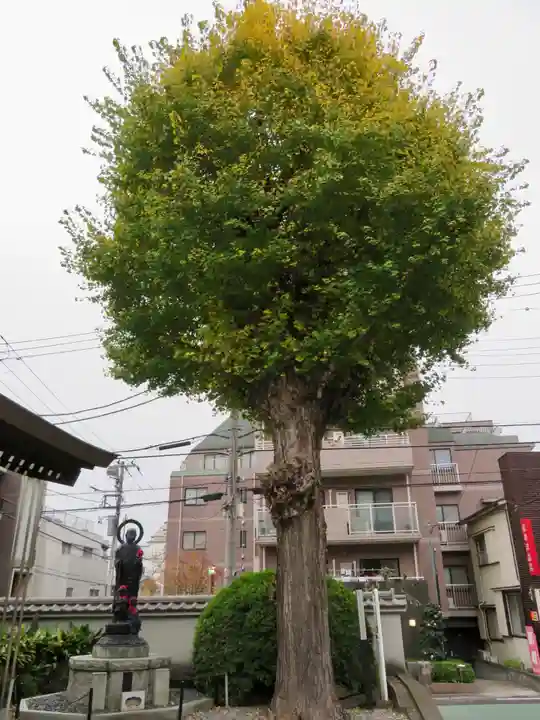 金乗院(目白不動尊)の自然