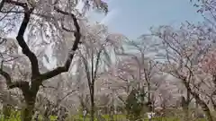 平野神社の庭園