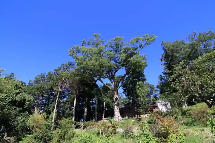 阿久津「田村神社」(郡山市阿久津町)旧社名:伊豆箱根三嶋三社の庭園