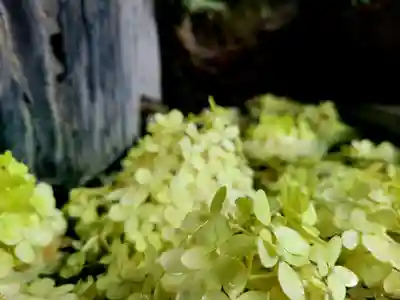 石母田 三吉神社の自然