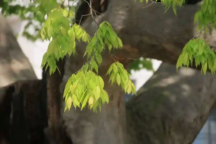 阿邪訶根神社の自然