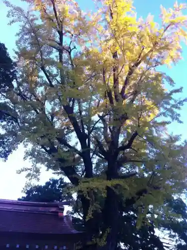 筑波山神社の自然