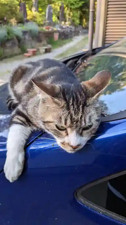 玉野御嶽神社の動物