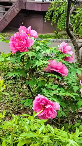 大宮・大原神社の自然
