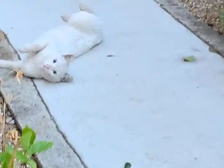 三輪神社の動物