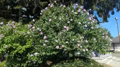 高野山寺の自然