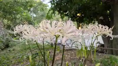 平野神社(京都府)