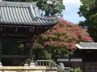 妙蓮寺の自然