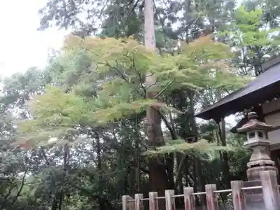 秩父御嶽神社(埼玉県)
