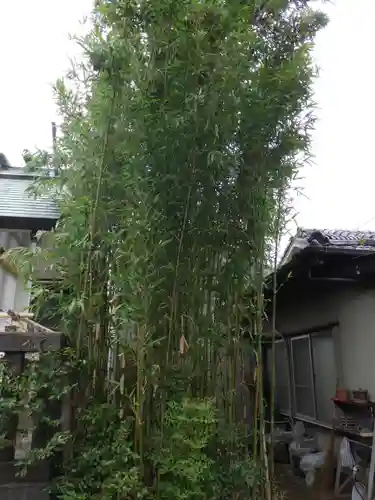 嶺天祖神社の自然