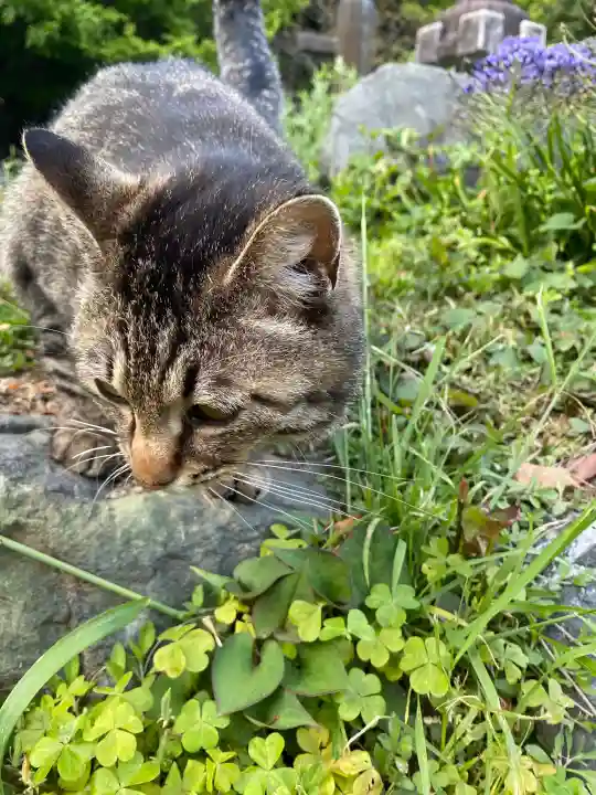 鳳仙寺の{uncategorized: "未分類", other: "その他", undefined: "問題あり", building: "その他建物", grave: "お墓", sacred_gate: "鳥居", guardian: "狛犬", statue: "像", buddha: "仏像", history: "歴史", nature: "自然", garden: "庭園", animal: "動物", pagoda: "塔", temizu: "手水舎", mountain_gate: "山門・神門", sanctuary: "本殿・本堂", subordinate: "末社・摂社", art: "芸術", scenery: "景色", jizo: "地蔵", ema: "絵馬", goshuin: "御朱印", omikuji: "おみくじ", items: "授与品その他", amulet: "お守り", goshuincho: "御朱印帳", eats: "食事", festival: "お祭り", votive_dance: "神楽", shichigosan: "七五三参", wedding: "結婚式", experience: "体験その他", initially: "初詣", around: "周辺", anti_infection: "感染症対策"}