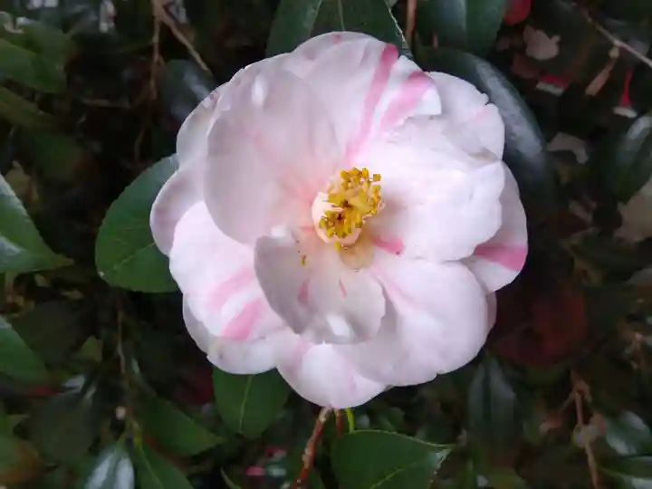 霊鑑寺門跡(京都府)