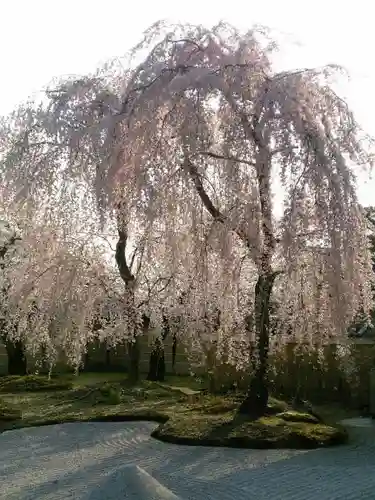 高台寺（高台寿聖禅寺・高臺寺）の自然