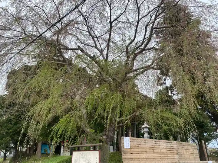 台渡里八幡神社の{uncategorized: "未分類", other: "その他", undefined: "問題あり", building: "その他建物", grave: "お墓", sacred_gate: "鳥居", guardian: "狛犬", statue: "像", buddha: "仏像", history: "歴史", nature: "自然", garden: "庭園", animal: "動物", pagoda: "塔", temizu: "手水舎", mountain_gate: "山門・神門", sanctuary: "本殿・本堂", subordinate: "末社・摂社", art: "芸術", scenery: "景色", jizo: "地蔵", ema: "絵馬", goshuin: "御朱印", omikuji: "おみくじ", items: "授与品その他", amulet: "お守り", goshuincho: "御朱印帳", eats: "食事", festival: "お祭り", votive_dance: "神楽", shichigosan: "七五三参", wedding: "結婚式", experience: "体験その他", initially: "初詣", around: "周辺", anti_infection: "感染症対策"}