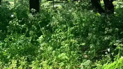 恵庭神社(北海道)