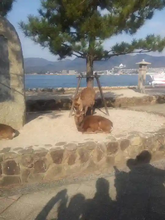 厳島神社の動物
