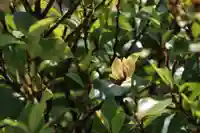 阿邪訶根神社の庭園