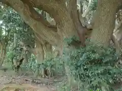 猿田神社の自然