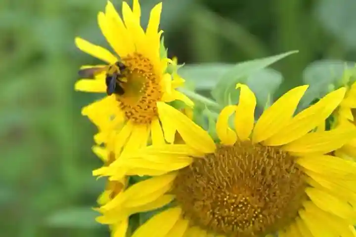 沢山神社(澤山神社)(新潟県)