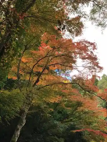 化野念仏寺の自然