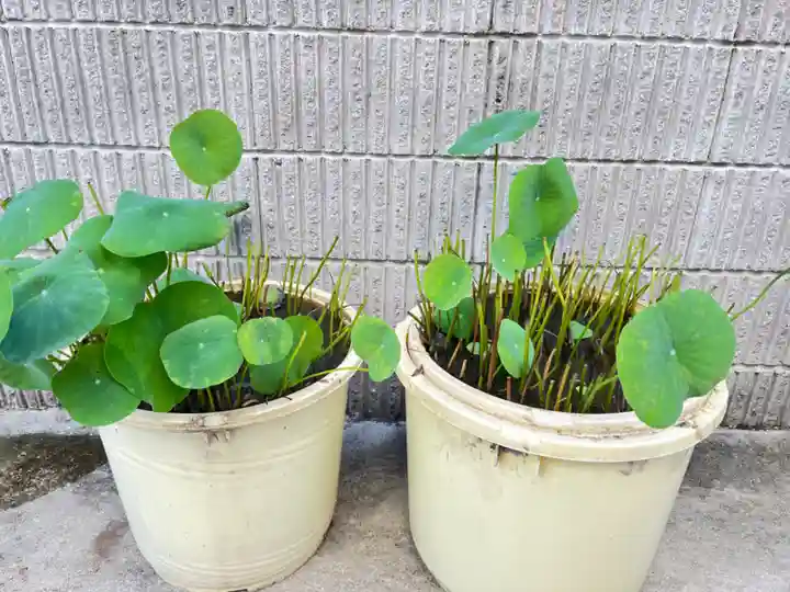 松本山 地福禅寺の自然