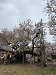 実相寺の自然