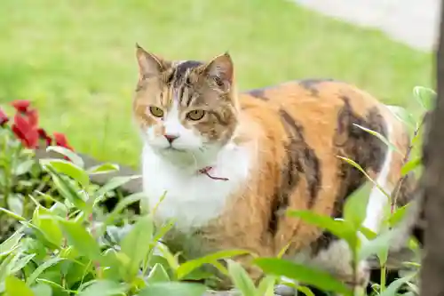 秩父札所十三番 慈眼寺の動物