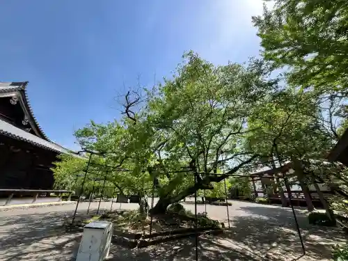 道成寺(和歌山県)