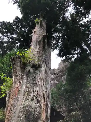 榛名神社の自然